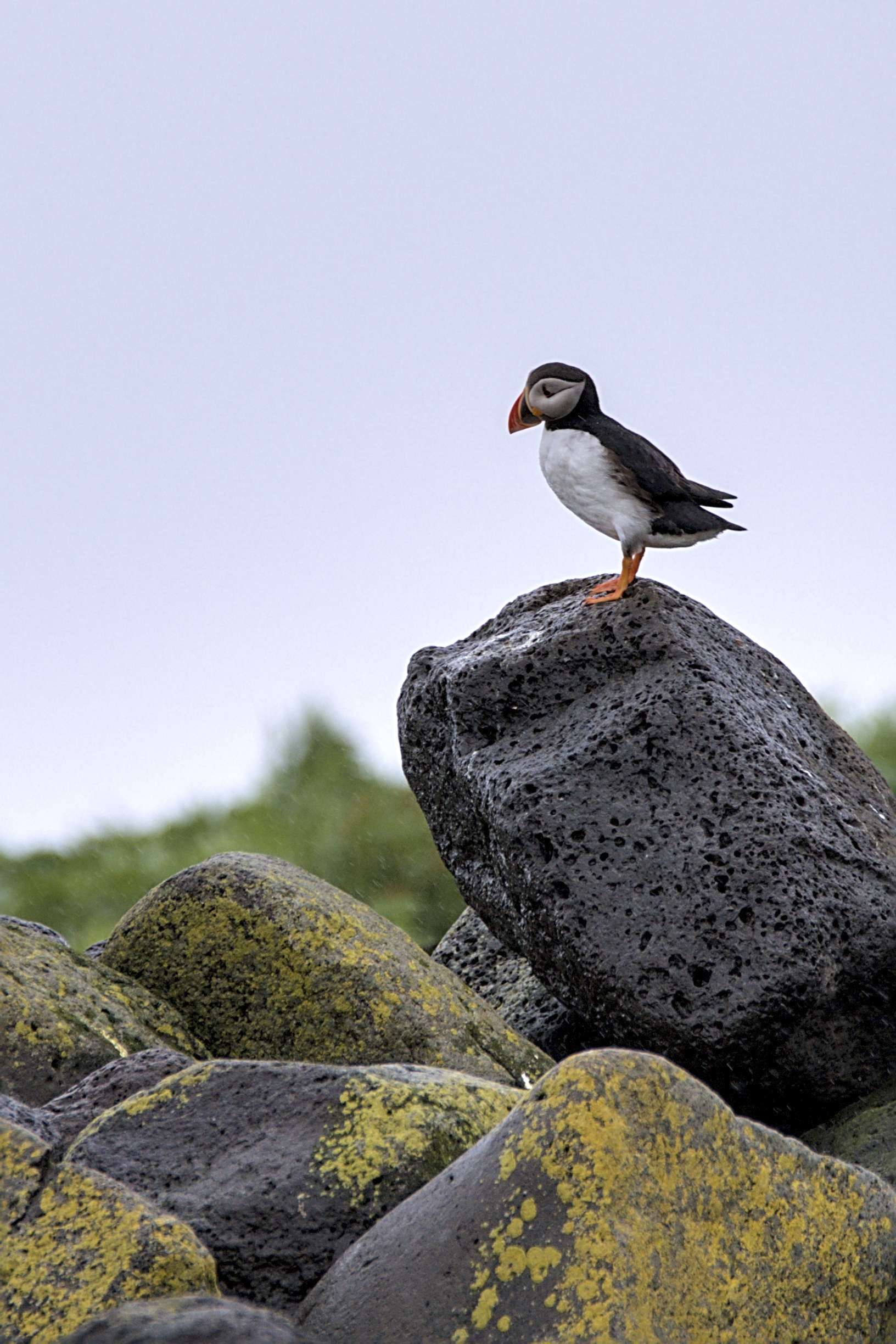 Papageientaucher auf den Inseln vor Reykjavik