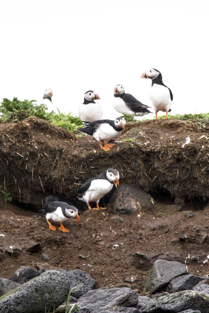 Papageientaucher auf den Inseln vor Reykjavik