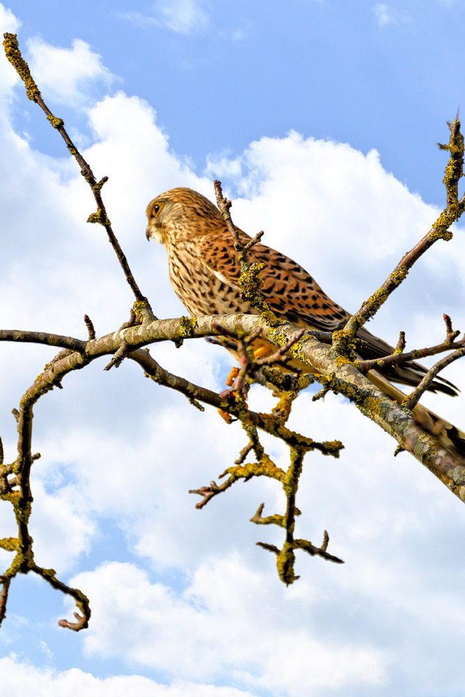 Turmfalke