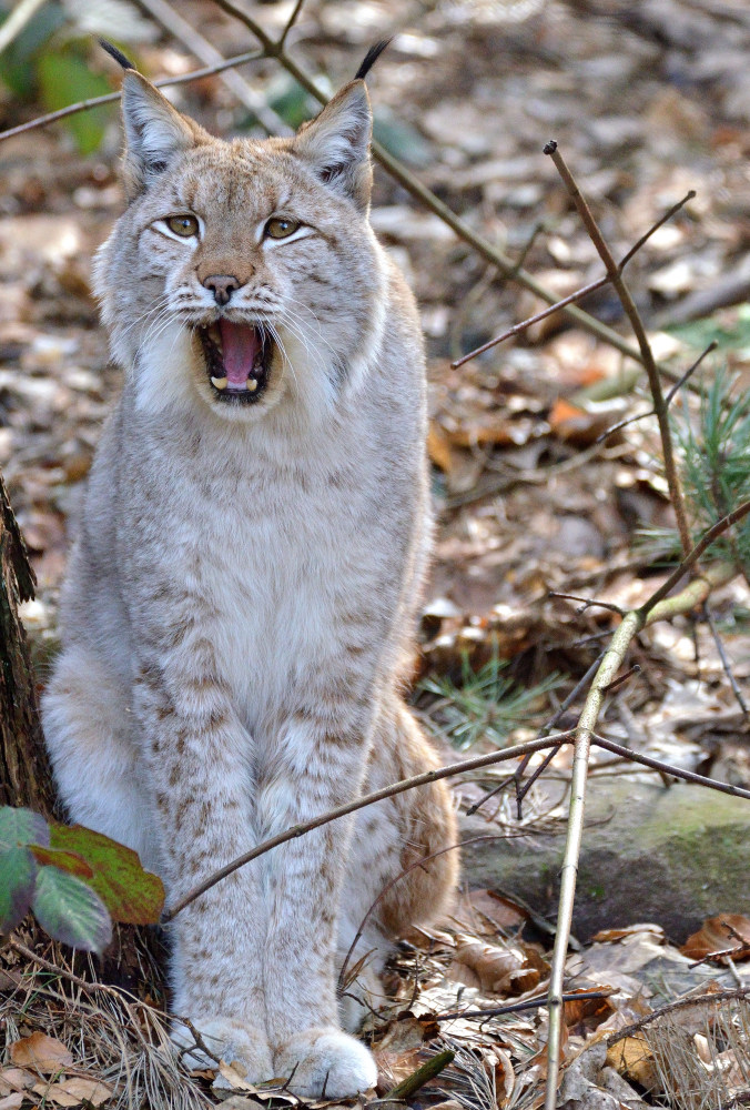 Luchs