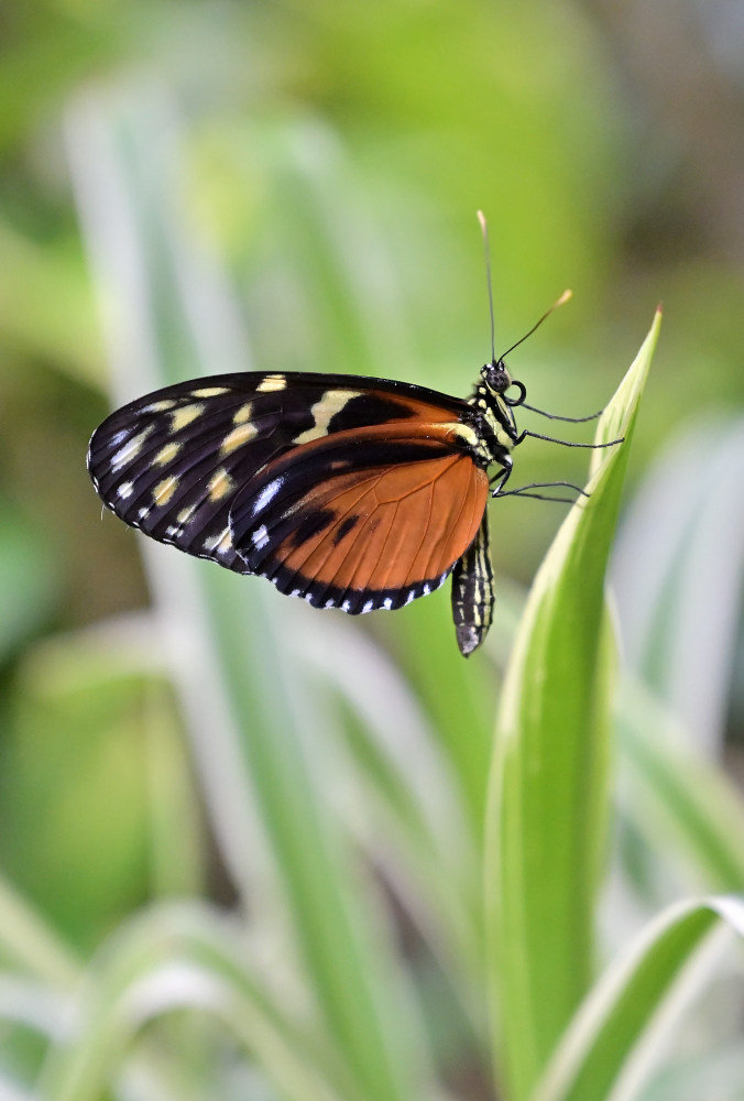 Tiger-Passionsblumenfalter