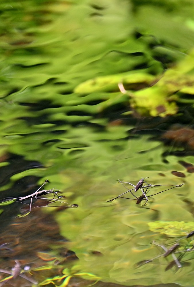 Wasserläufer
