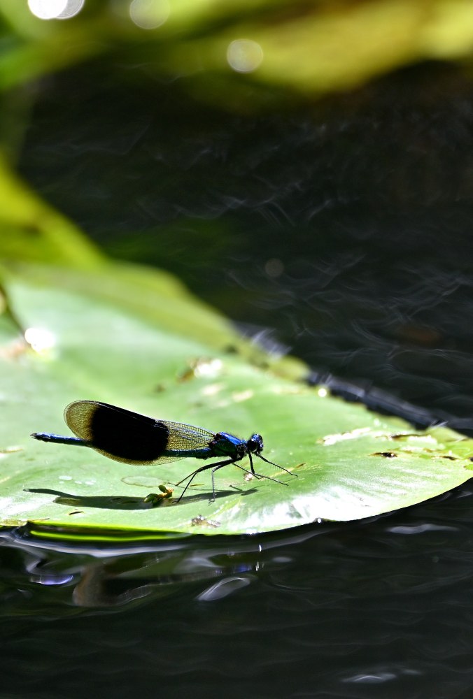 Prachtlibelle